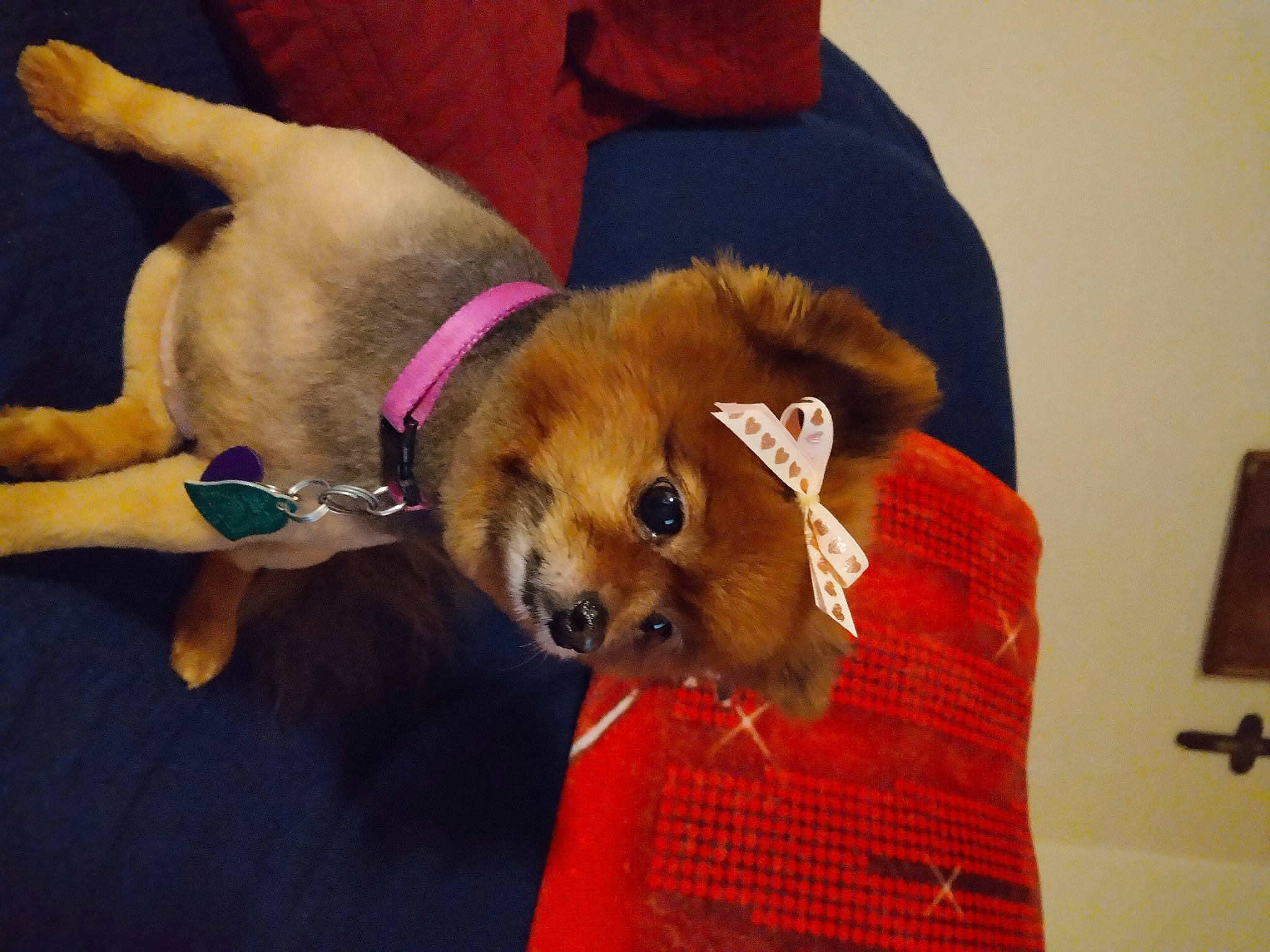 Presley joined the competition — help win amazing prizes! canidae, carnivore, comfort, companion_dog, dog, dog_breed, dog_supply, fawn, fur, lamp, paw, pomeranian, snout, spitz, sporting_group, toy_dog, vertebrate, wall_plate, watch, working_animal