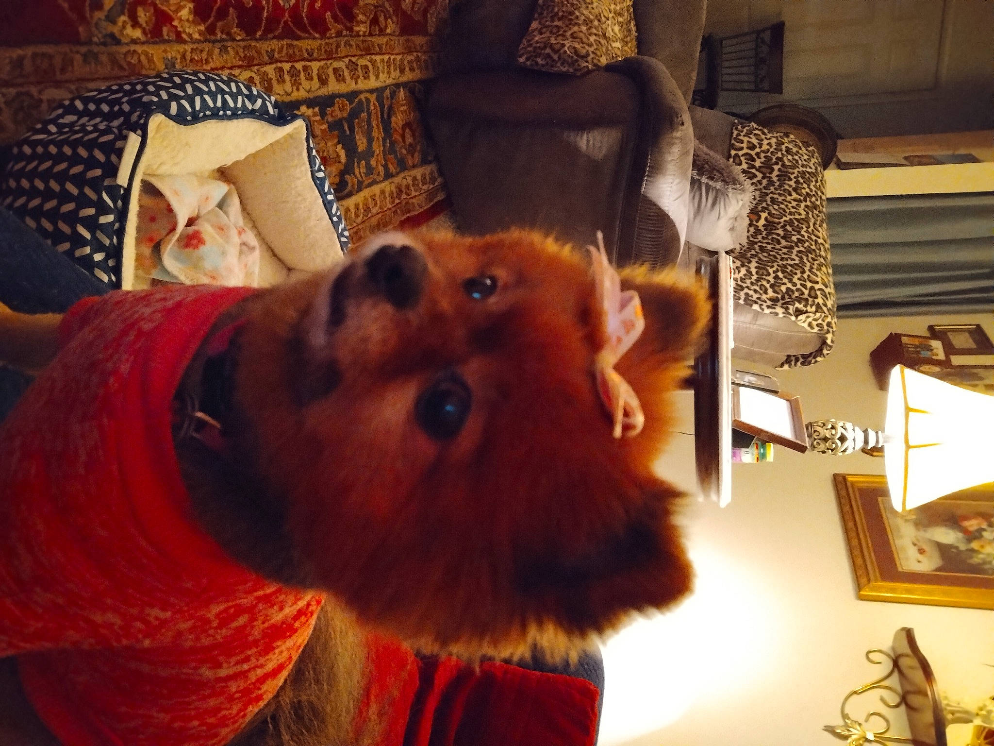 Presley is registered to the contest to win money with this photo: beard, companion_dog, dog_breed, ear, facial_hair, fawn, flesh, fun, fur, houseplant, jaw, lamp, nose, orange, picture_frame, room, selfie, snout, whiskers, wood