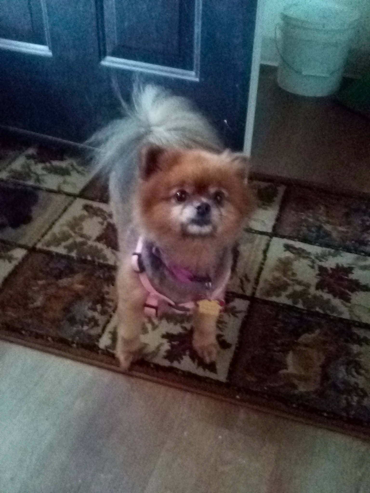 Presley joined the competition — help win amazing prizes! carnivore, cloud, companion_dog, dog, dog_breed, dog_supply, fawn, floor, flooring, fur, german_spitz, hardwood, liver, metal, pomeranian, tail, toy_dog, whiskers, wood, working_animal