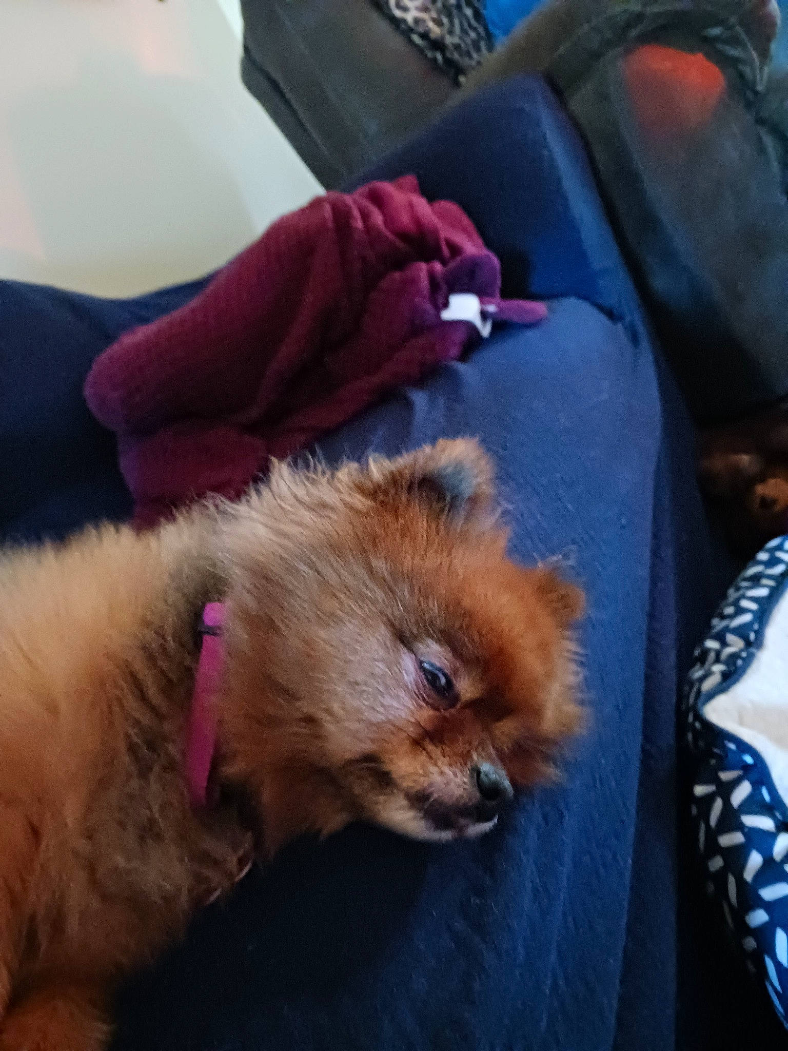 Presley joined the competition — help win amazing prizes! bag, canidae, carnivore, comfort, companion_dog, dog, dog_breed, electric_blue, fawn, felidae, fur, german_spitz, german_spitz_klein, german_spitz_mittel, liver, sleeve, snout, spitz, toy_dog, whiskers