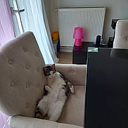 Ilona a rejoint le concours — aidez-le/la à gagner de superbes lots ! animal, architecture, armchair, building, cat, chair, computer, couch, cushion, electronics, furniture, homedecor, indoors, interiordesign, laptop, livingroom, pc, pet, room, speaker