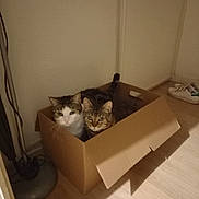 Lili Et Ilona a rejoint le concours — aidez-le/la à gagner de superbes lots ! abyssinian, animal, architecture, box, building, cardboard, carton, cat, clothing, couch, footwear, furniture, indoors, kitten, livingroom, manx, pet, runningshoe, shoe, wood