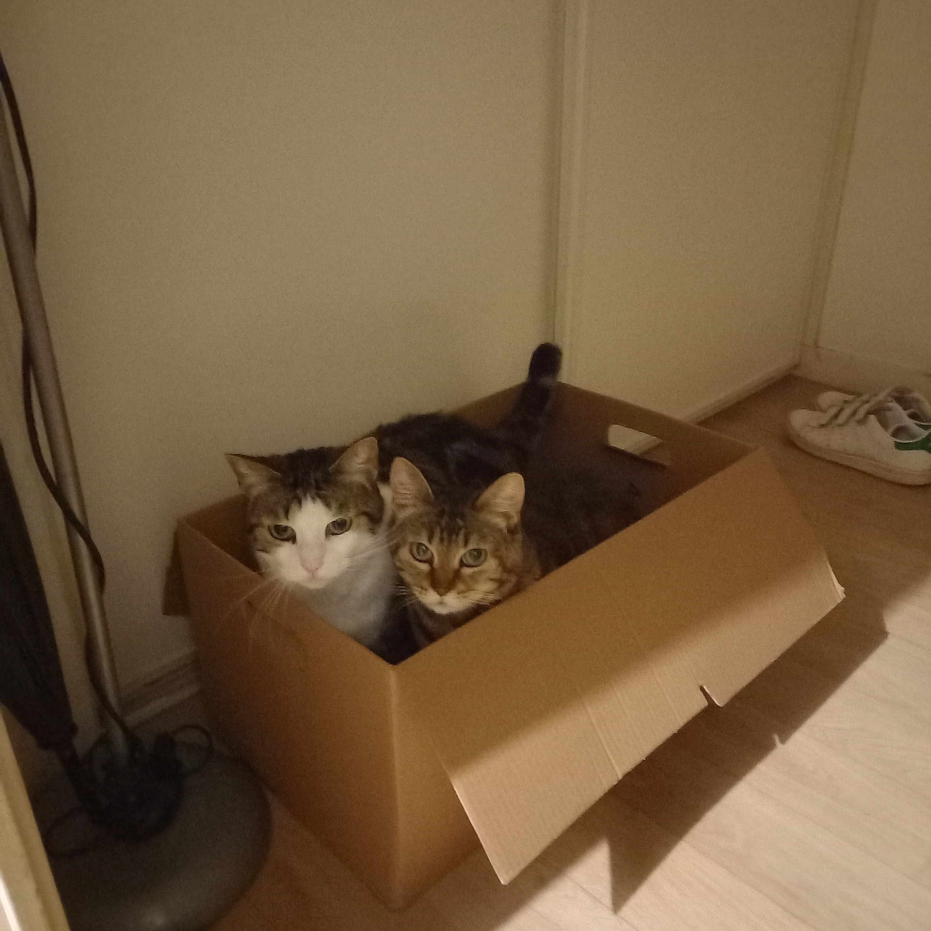 Lili Et Ilona