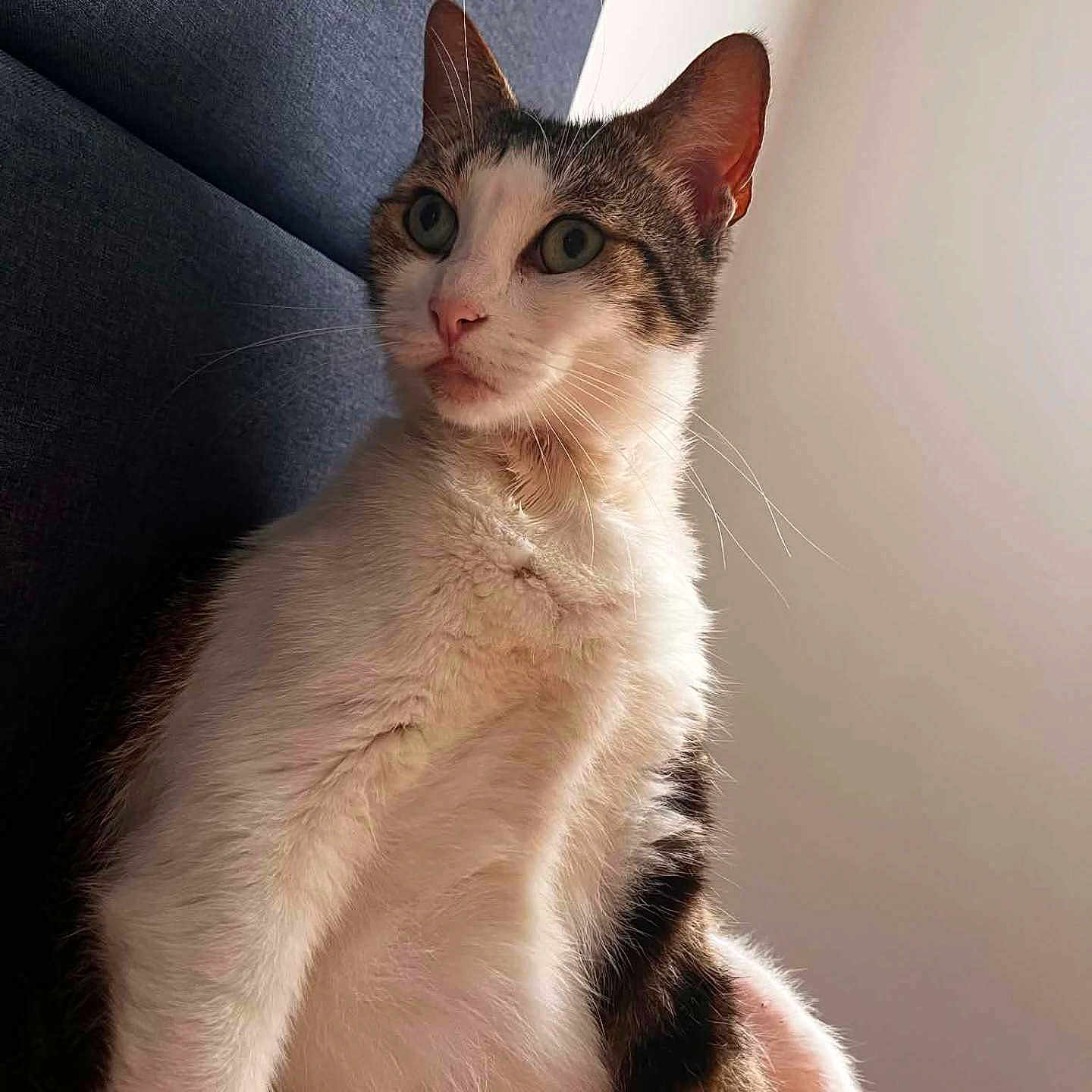 Lili a rejoint le concours — aidez-le/la à gagner de superbes lots ! cat, feline, calico, pet, animal, portrait, sitting, upright, whiskers, ears, eyes, nose, fur, tabby, white_fur, brown_fur, indoor, sunlight, couch, close_up