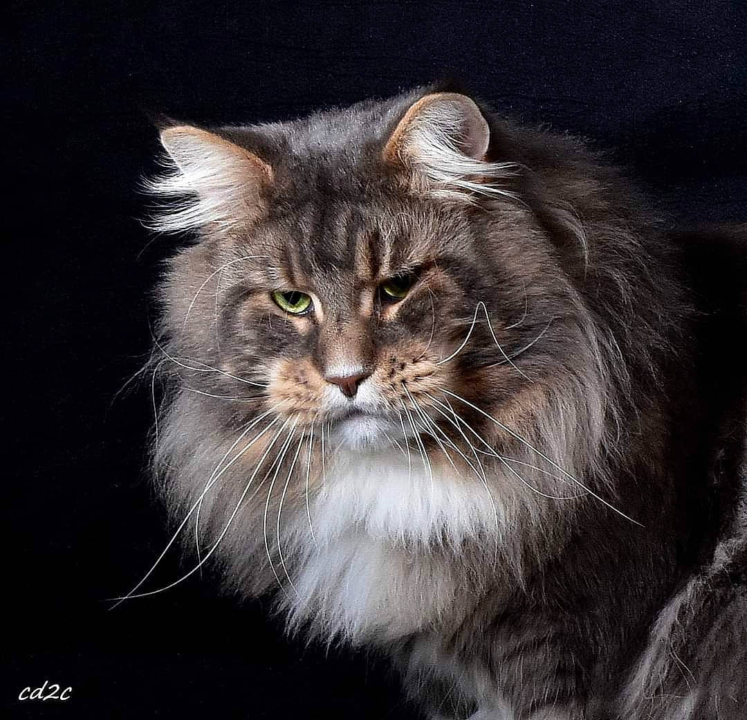 Nixon participe au concours pour gagner de l'argent avec cette photo : carnivore, cat, close_up, darkness, felidae, fur, grass, grey, maine_coon, small_to_medium_sized_cats, snout, terrestrial_animal, whiskers, wildlife