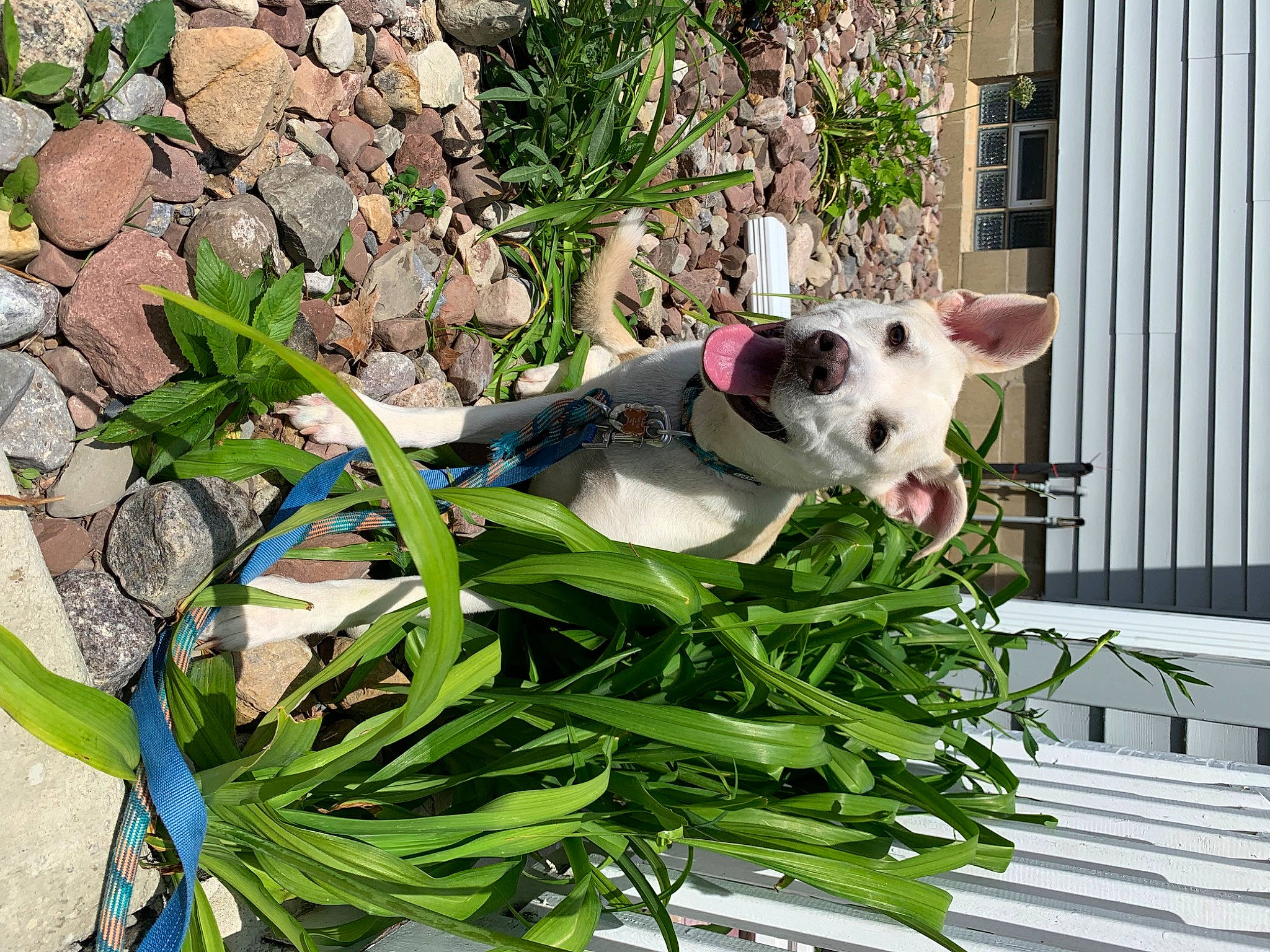 Kenai joined the competition — help win amazing prizes! art, carnivore, collar, companion_dog, dog, dog_breed, dog_collar, dog_supply, fawn, felidae, garden, grass, herb, pet_supply, plant, sporting_group, tail, whiskers, window, working_animal