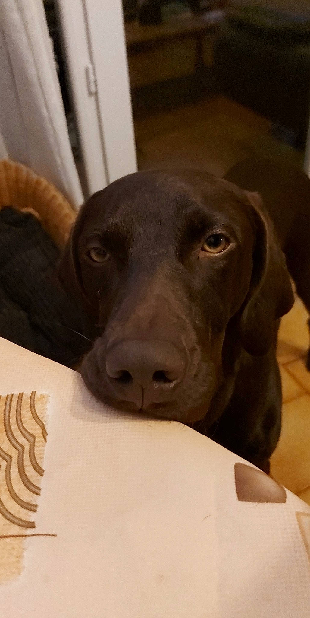Pitt participe au concours pour gagner de l'argent avec cette photo : borador, canidae, carnivore, comfort, companion_dog, dog, dog_breed, ear, fawn, fur, gun_dog, labrador_retriever, liver, pet_supply, pointing_breed, retriever, snout, sporting_group, whiskers, working_animal