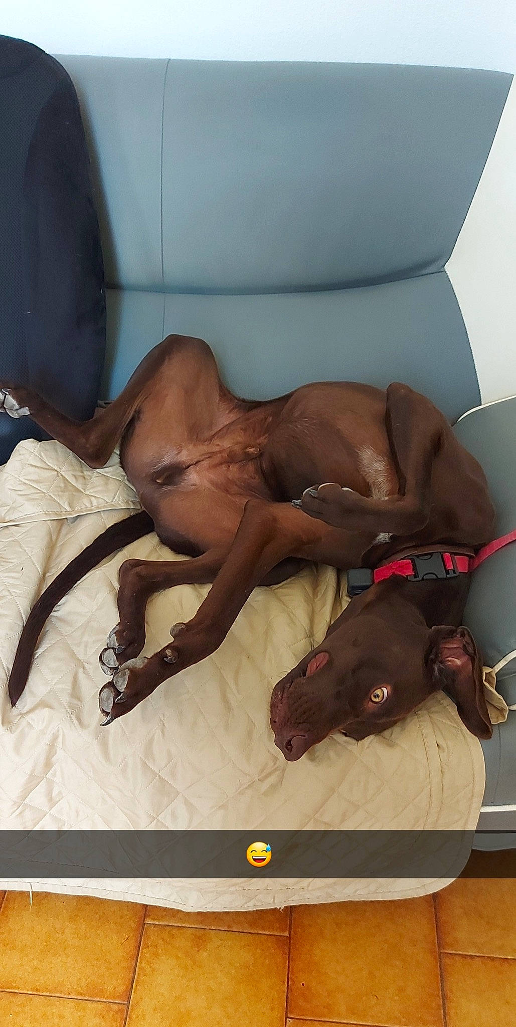 Pitt a rejoint le concours — aidez-le/la à gagner de superbes lots ! abdomen, barechested, carnivore, chest, comfort, companion_dog, dog, dog_breed, elbow, fawn, flooring, foot, human_leg, knee, lap, leg, linens, liver, sporting_group, thigh