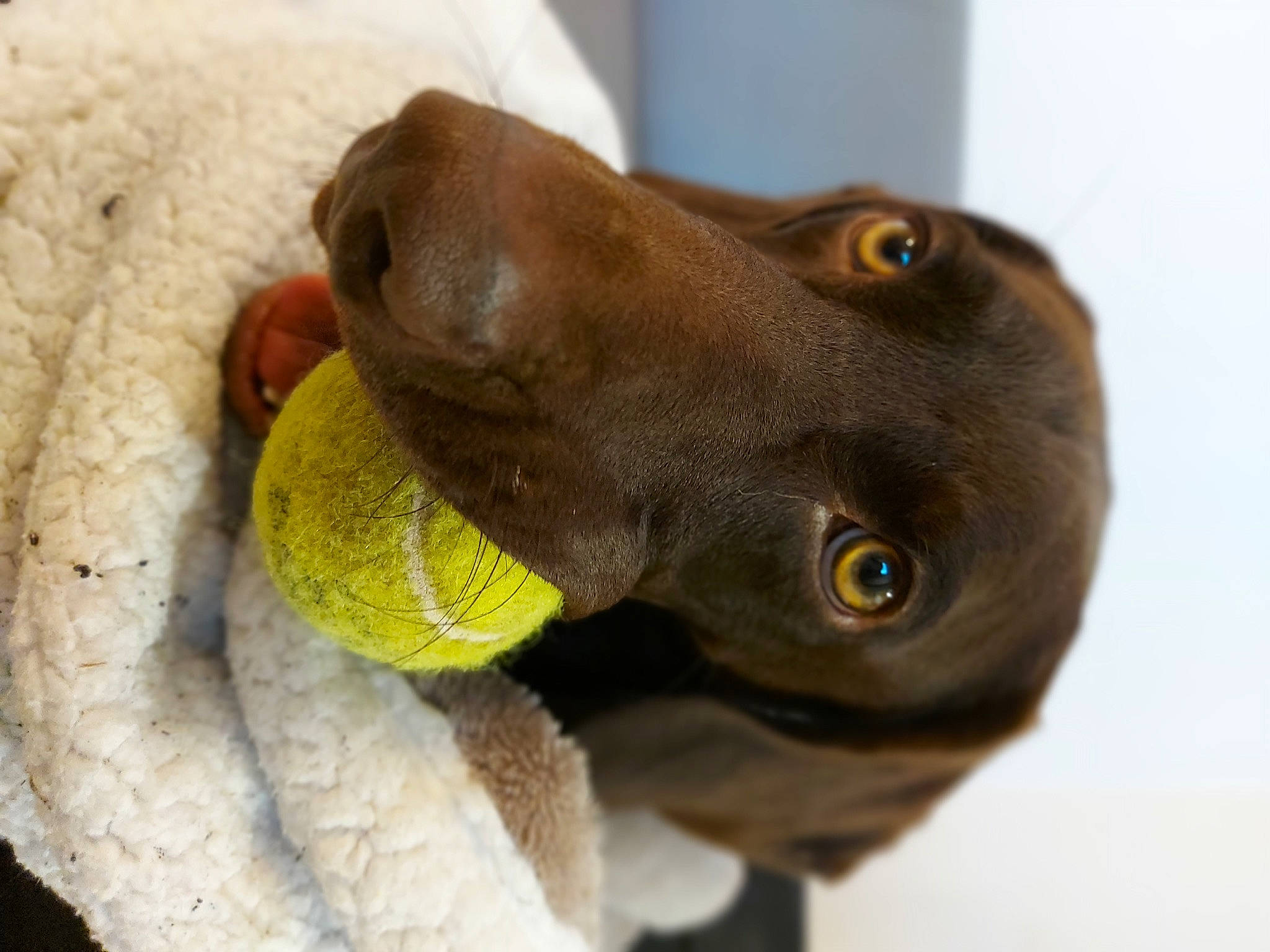 Pitt participe au concours pour gagner de l'argent avec cette photo : borador, canidae, carnivore, comfort, companion_dog, dog, dog_breed, ear, fur, gun_dog, labrador_retriever, liver, plant, pointing_breed, retriever, sporting_group, terrestrial_animal, whiskers, working_animal, wrinkle