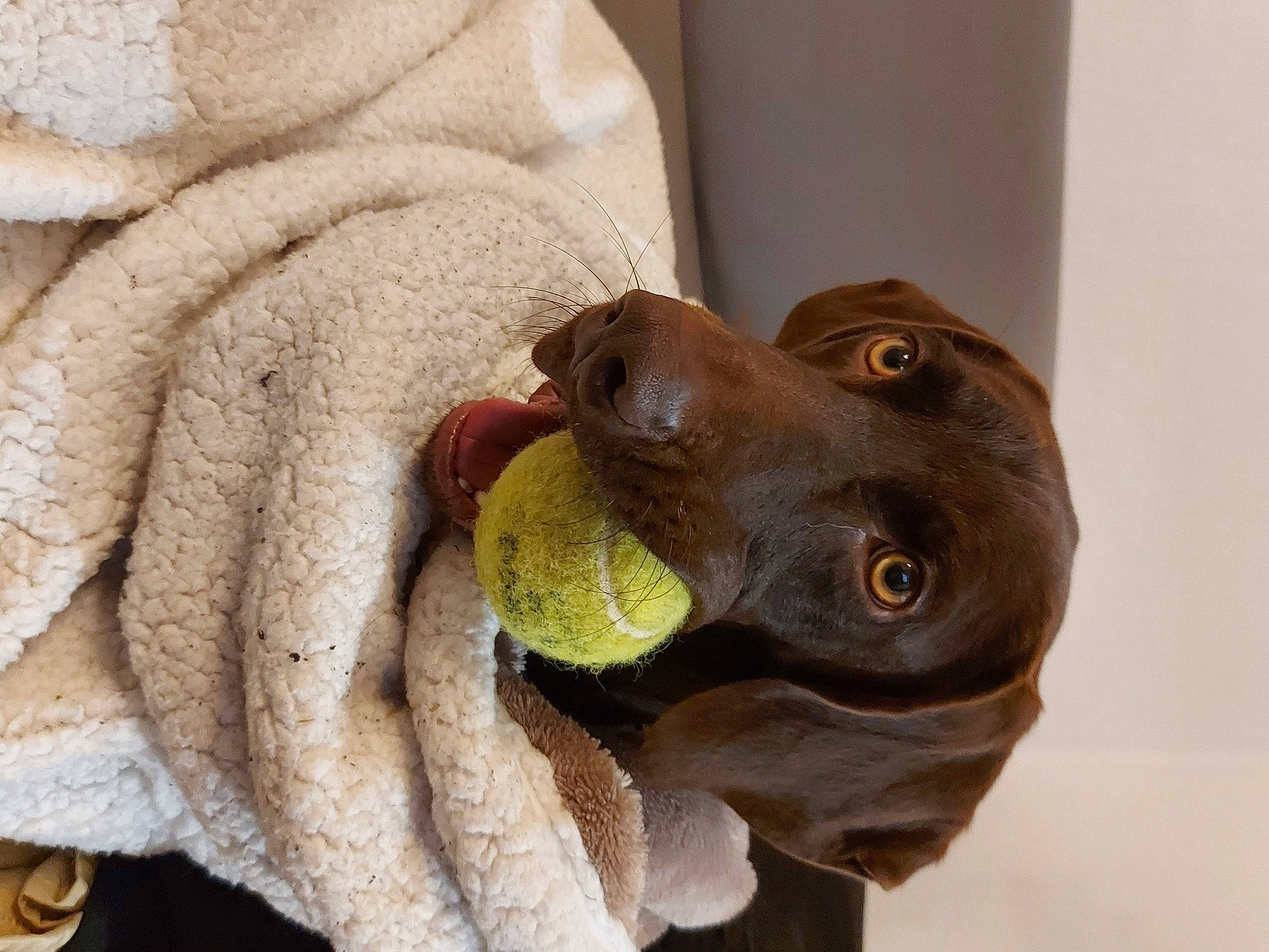 Pitt participe au concours pour gagner de l'argent avec cette photo : carnivore, companion_dog, dog, dog_breed, ear, eye, fawn, head, jaw, liver, nose, sculpture, snout, sporting_group, stuffed_toy, toy, weimaraner, whiskers, working_animal, wrinkle