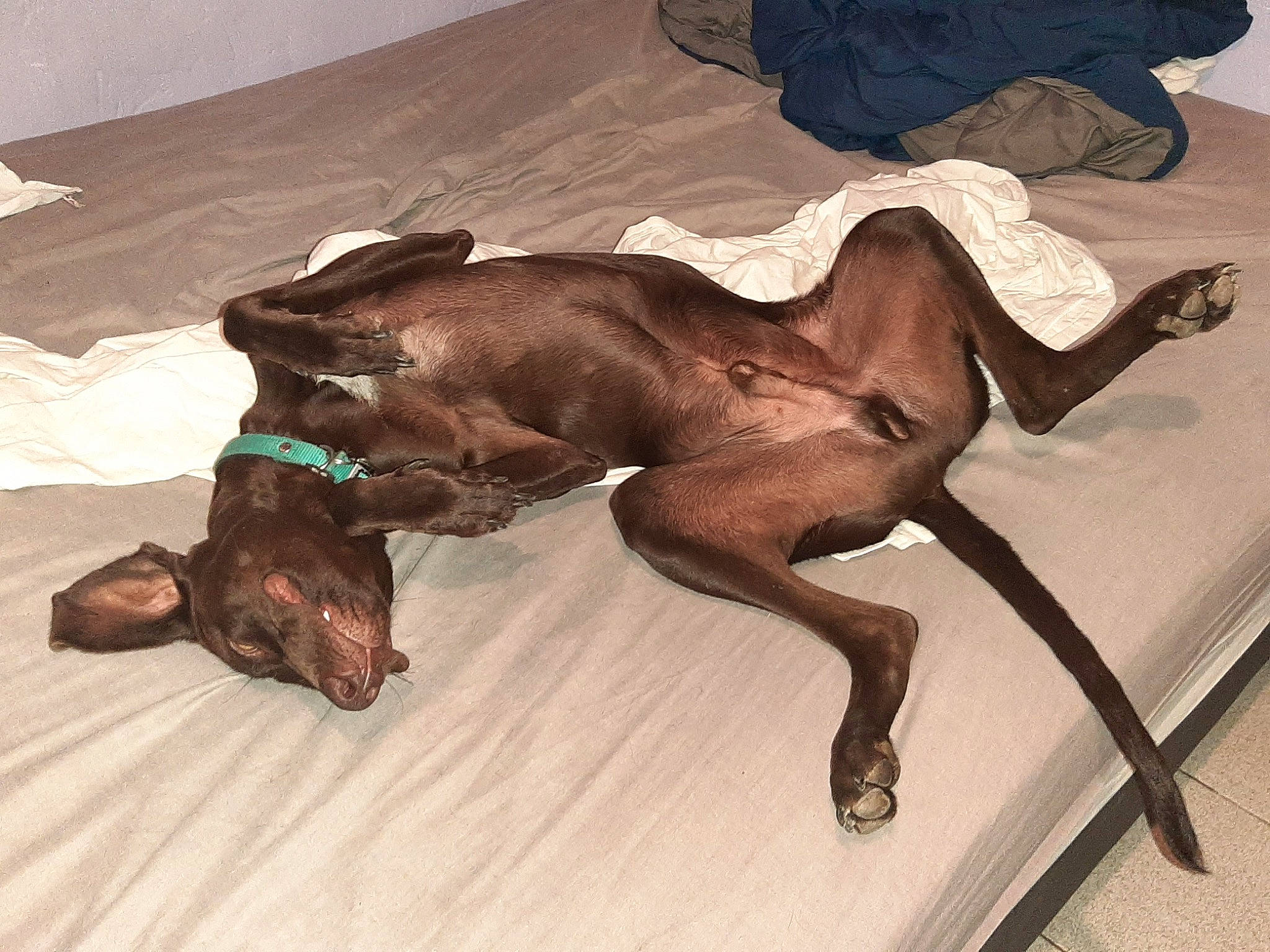 Pitt a rejoint le concours — aidez-le/la à gagner de superbes lots ! art, brown, canidae, carnivore, comfort, companion_dog, dog_breed, fawn, fur, hardwood, liver, metal, sporting_group, tail, terrestrial_animal, visual_arts, wood, working_animal