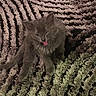 Orly participe au concours pour gagner de l'argent avec cette photo : cat, cat_like_mammal, fauna, fur, grass, kitten, nebelung, small_to_medium_sized_cats, snout, whiskers