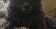 Orly participe au concours pour gagner de l'argent avec cette photo : asian_semi_longhair, black_cat, cat, cat_like_mammal, domestic_long_haired_cat, domestic_short_haired_cat, fur, kitten, maine_coon, nebelung, norwegian_forest_cat, ragdoll, small_to_medium_sized_cats, whiskers
