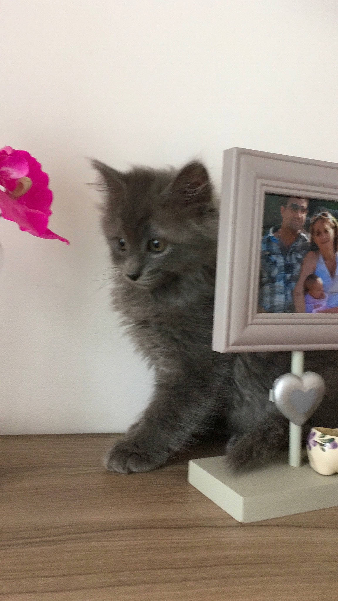 Orly participe au concours pour gagner de l'argent avec cette photo : british_semi_longhair, carnivoran, cat, cat_like_mammal, chartreux, domestic_long_haired_cat, domestic_short_haired_cat, headwear, kitten, maine_coon, nebelung, norwegian_forest_cat, person, small_to_medium_sized_cats, whiskers