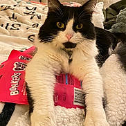 Fancy is registered to the contest to win money with this photo: cat, black_and_white, pet, indoor, blanket, snack_bag, fur, whiskers, paws, relaxed, cute, domestic_animal, bed, collar, yellow_eyes, feline, resting, cozy, closeup, curious