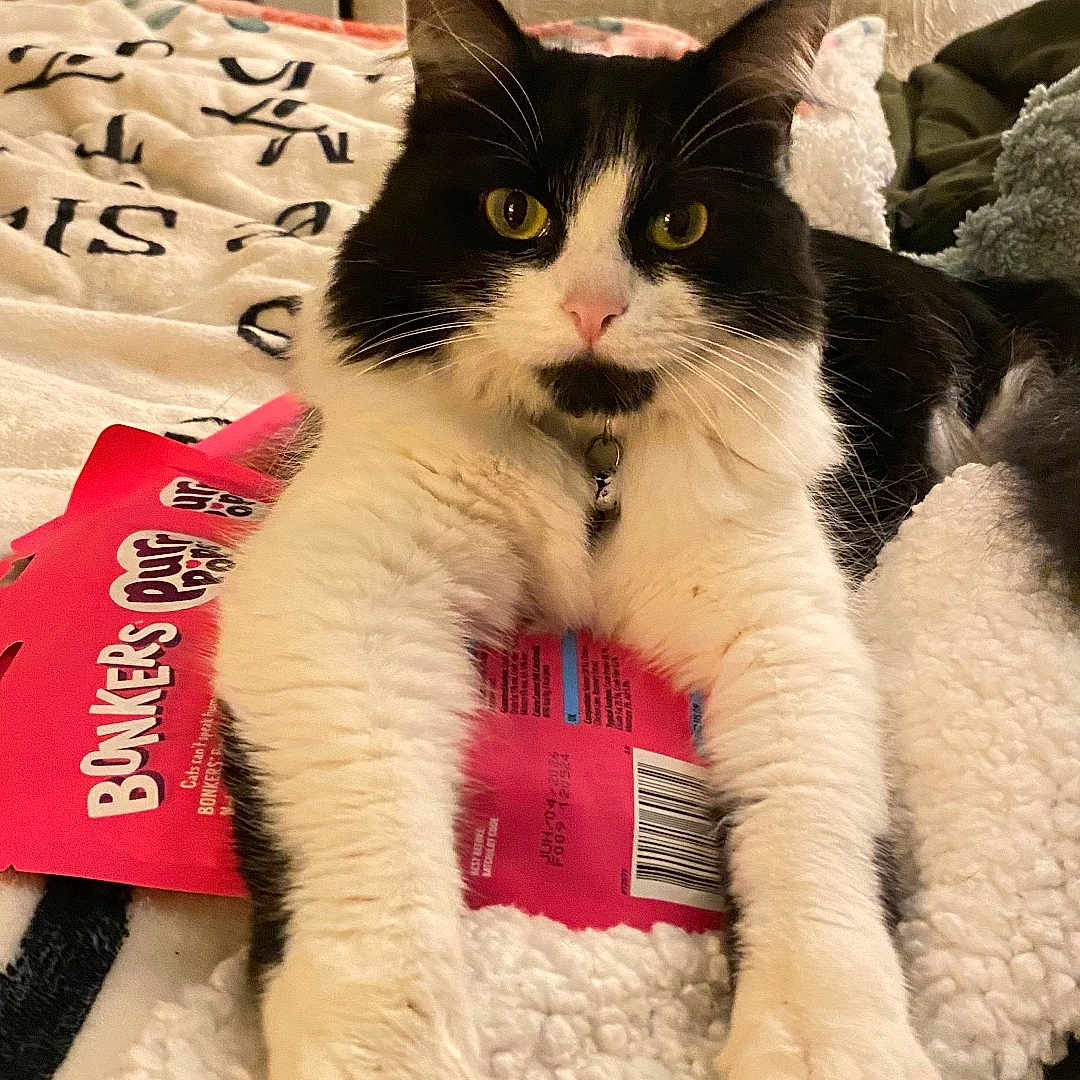 Fancy is registered to the contest to win money with this photo: cat, black_and_white, pet, indoor, blanket, snack_bag, fur, whiskers, paws, relaxed, cute, domestic_animal, bed, collar, yellow_eyes, feline, resting, cozy, closeup, curious