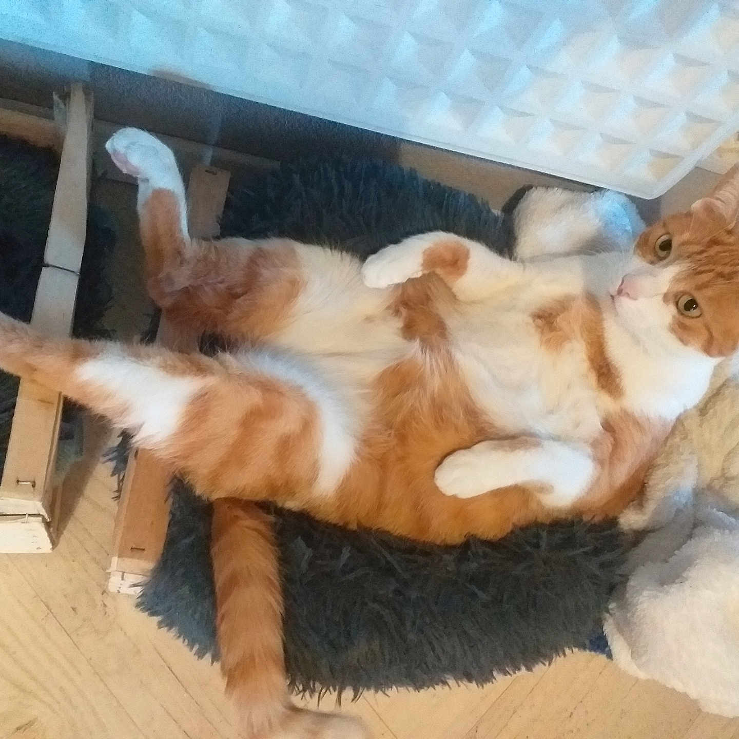 Roucky a rejoint le concours — aidez-le/la à gagner de superbes lots ! animal, bed, cat, cozy, curious, cute, domestic, fluffy, furry, indoor, orange_cat, paw, pet, radiator, relaxed, resting, stretching, tail, white_cat, wood_floor