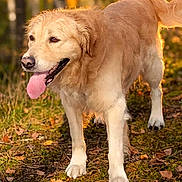 Rintintin a rejoint le concours — aidez-le/la à gagner de superbes lots ! dog, golden_retriever, canine, pet, animal, portrait, outdoors, forest, woodland, autumn, sunlight, golden_hour, leaves, grass, standing, tongue_out, happy, fluffy, fur, nature