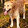 Rintintin