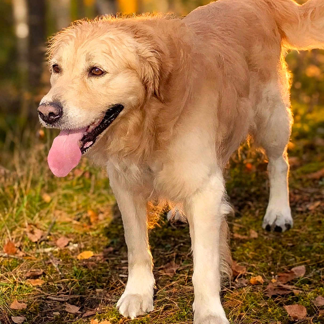 Rintintin