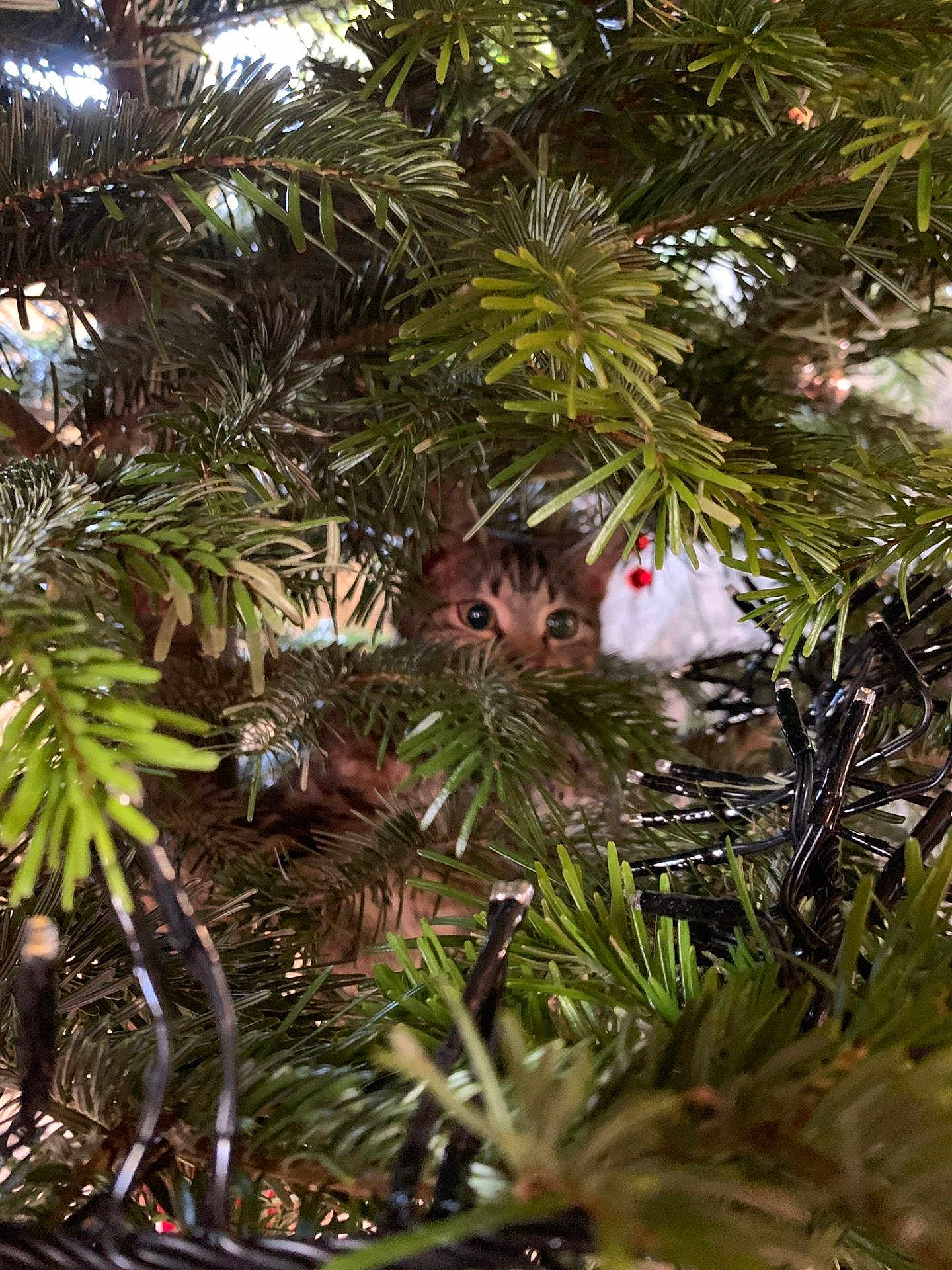 P'Tigri participe au concours pour gagner de l'argent avec cette photo : kitten, cat, christmas_tree, pine_needles, greenery, curious, peeking, indoor, animal, pet, holiday, decorations, twinkling_lights, close_up, nature, feline, playful, cute, young, eyes