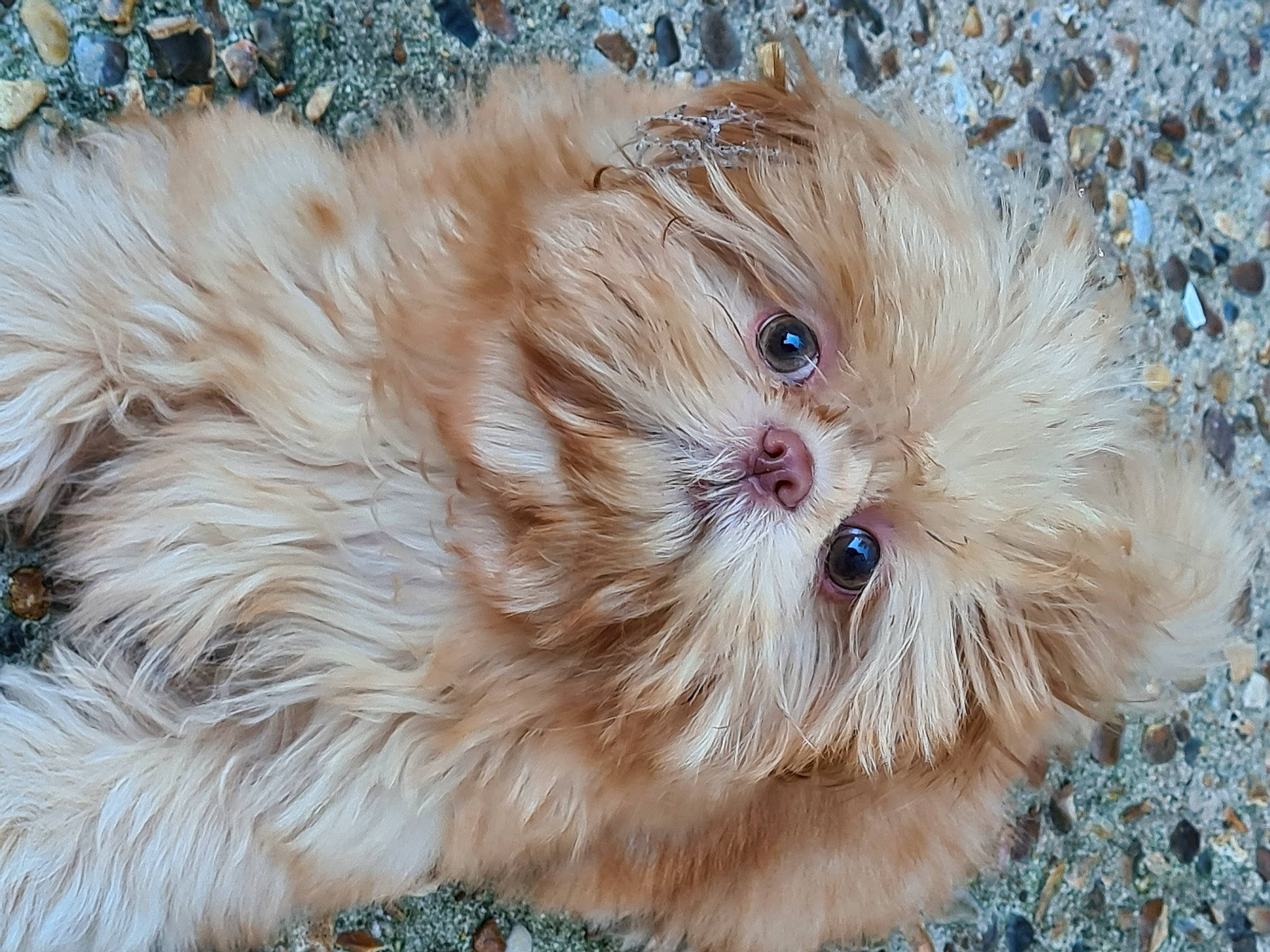 Dotty is registered to the contest to win money with this photo: canidae, carnivore, close_up, companion_dog, dog, dog_breed, eye, fawn, fur, jacket, liver, maltepoo, plant, snout, sporting_group, terrestrial_animal, terrier, toy_dog, whiskers, wildlife