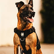 Louky participe au concours pour gagner de l'argent avec cette photo : dog, belgian_malinois, canine, pet, animal, sitting, harness, alert, ears_up, tongue_out, outdoor, portrait, brown_fur, short_fur, close_up, focused, leash, companion, domestic_animal, friendly