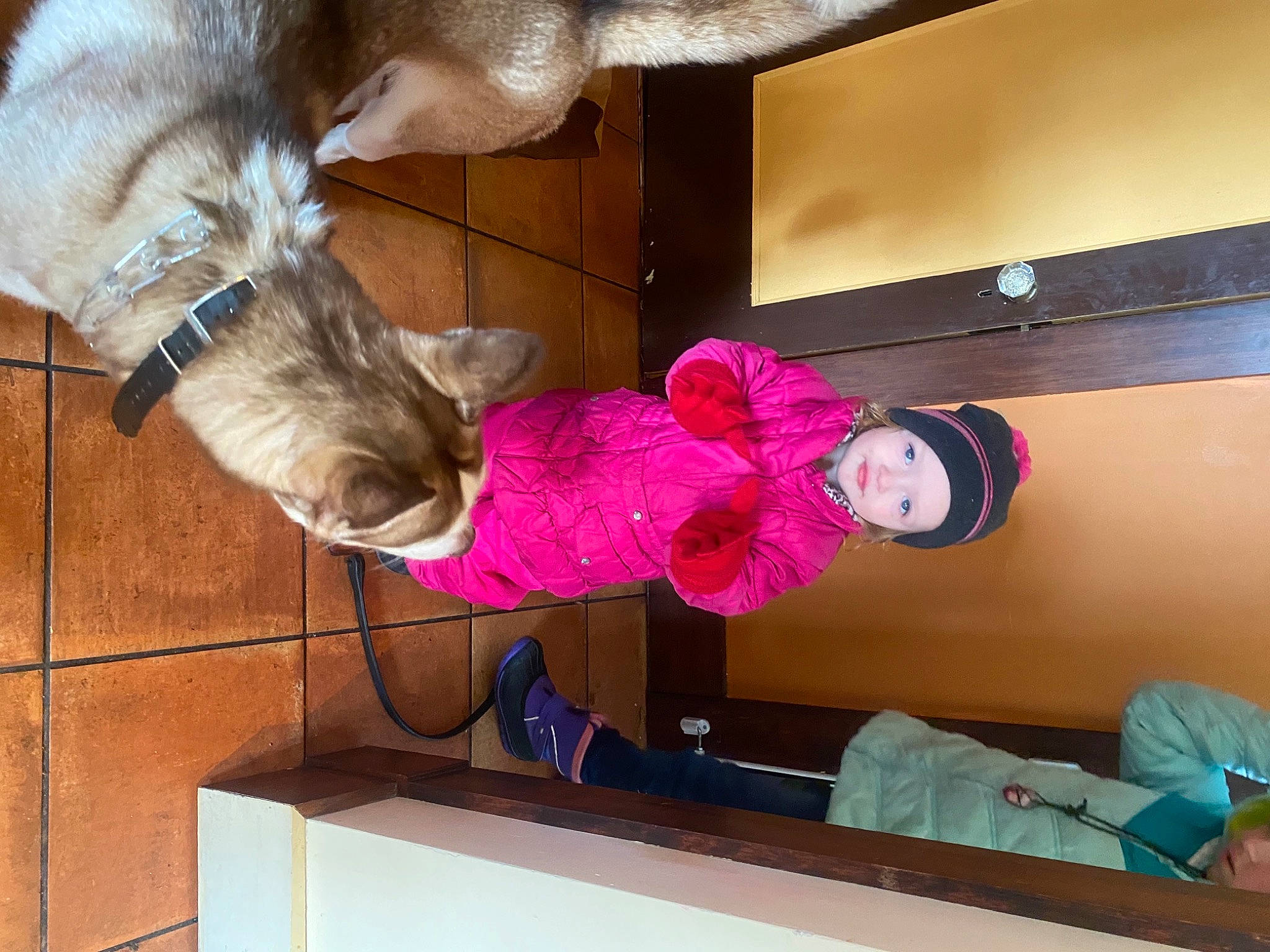 Klover joined the competition — help win amazing prizes! canidae, carnivore, collar, companion_dog, dog, dog_breed, fawn, felidae, fun, fur, headwear, liver, magenta, person, room, schnauzer, small_to_medium_sized_cats, sporting_group, tail, toddler