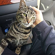 Biscuit is registered to the contest to win money with this photo: cat, tabby, pet, animal, indoor, car, human_hand, scratching, green_eyes, fur, whiskers, seat, dashboard, comfort, relaxation, striped, closeup, friendship, domestic, companion