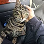 cat, tabby, pet, animal, indoor, car, human_hand, scratching, green_eyes, fur, whiskers, seat, dashboard, comfort, relaxation, striped, closeup, friendship, domestic, companion