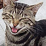Biscuit joined the competition — help win amazing prizes! cat, tabby, animal, pet, outdoor, concrete, mulch, grass, feline, whiskers, ears, teeth, mouth_open, striped, nature, closeup, face, green_eyes, happy, playful
