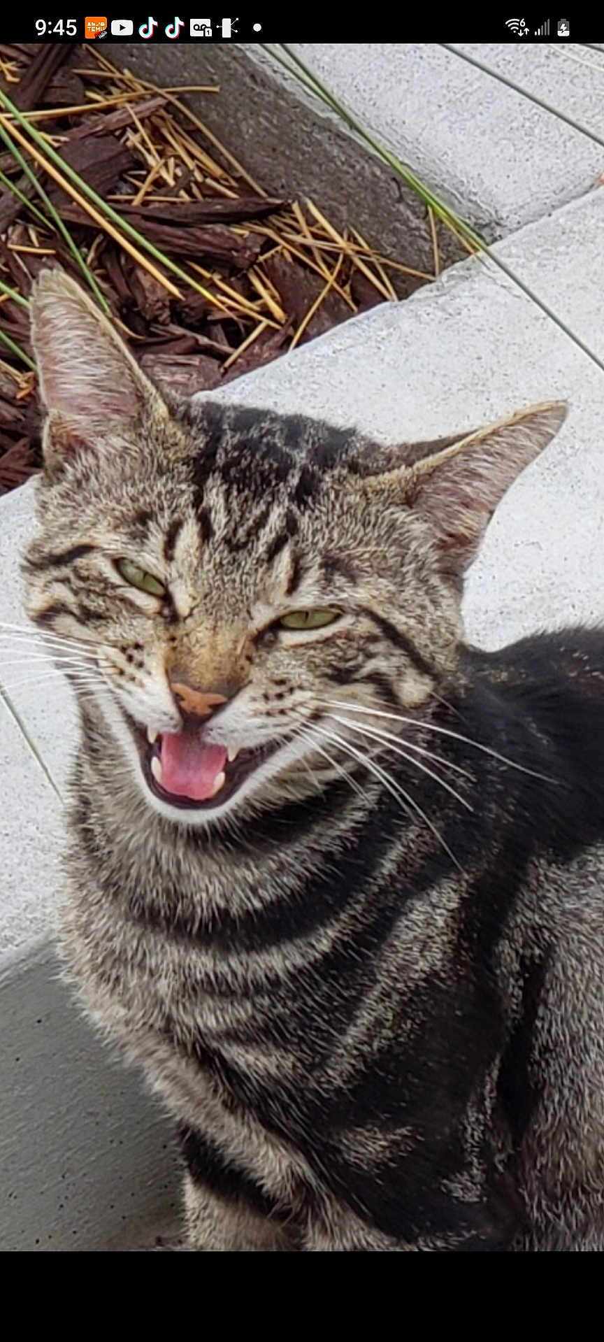 Biscuit