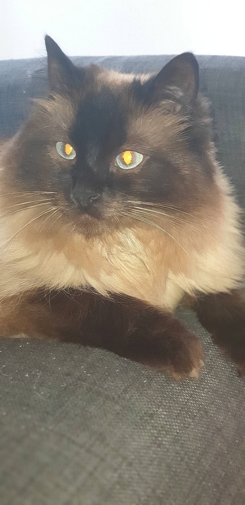Oprah a rejoint le concours — aidez-le/la à gagner de superbes lots ! asian_semi_longhair, birman, black_cat, british_semi_longhair, burmese, carnivore, cat, domestic_long_haired_cat, eye, felidae, himalayan, iris, mammal, nebelung, norwegian_forest_cat, persian, small_to_medium_sized_cats, snout, vertebrate, whiskers