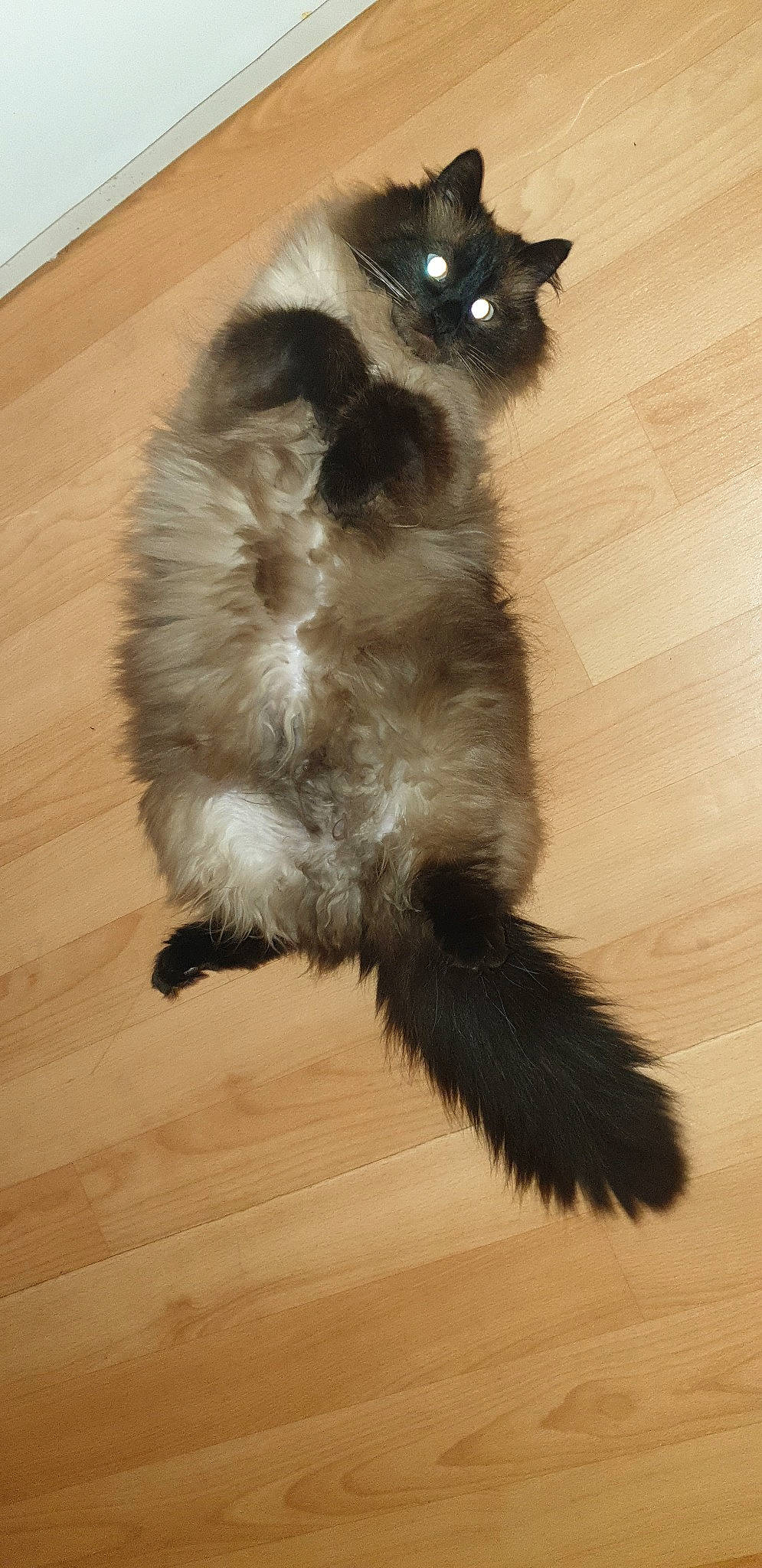 Oprah a rejoint le concours — aidez-le/la à gagner de superbes lots ! asian_semi_longhair, balinese, british_longhair, carnivore, cat, claw, domestic_long_haired_cat, felidae, floor, flooring, fur, himalayan, mammal, norwegian_forest_cat, paw, persian, small_to_medium_sized_cats, tail, vertebrate, whiskers