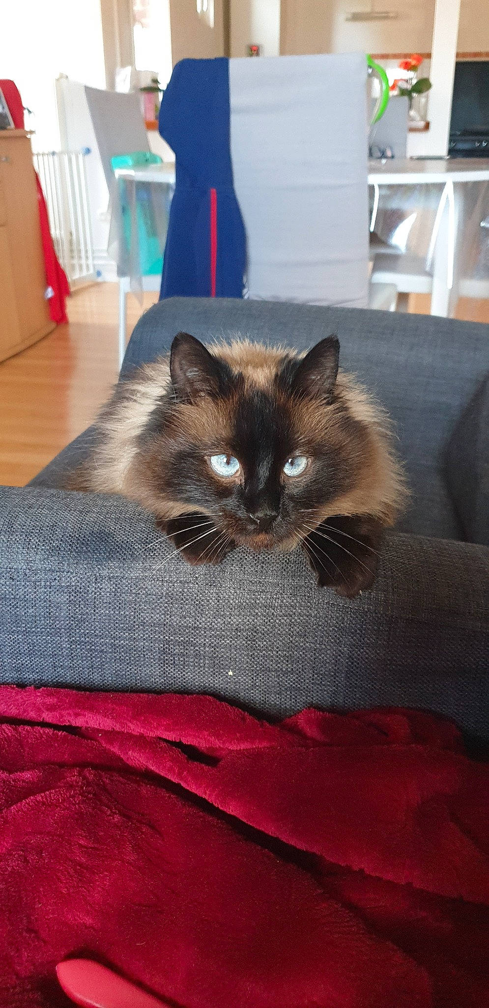 Oprah a rejoint le concours — aidez-le/la à gagner de superbes lots ! asian, birman, carnivore, cat, domestic_long_haired_cat, domestic_short_haired_cat, fawn, felidae, kitten, mammal, ragdoll, small_to_medium_sized_cats, snowshoe, vertebrate, whiskers