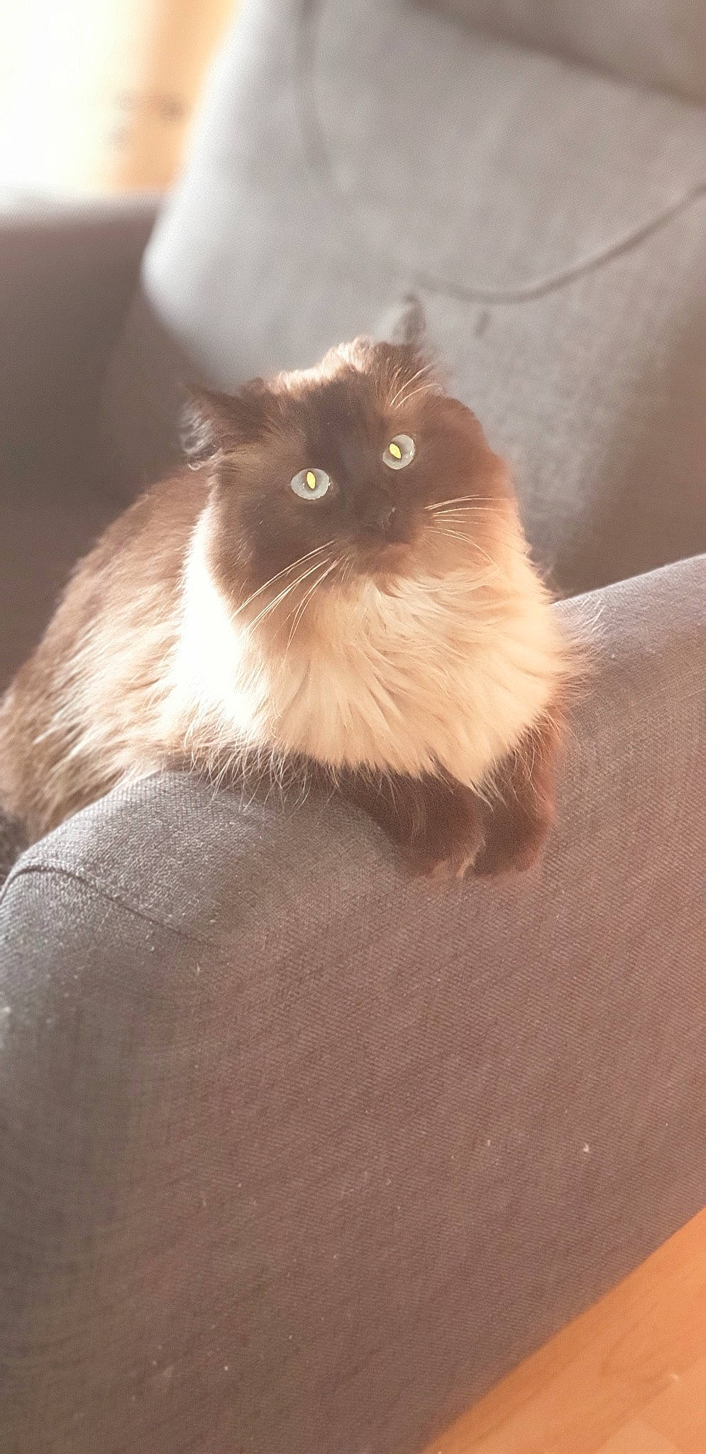 Oprah participe au concours pour gagner de l'argent avec cette photo : balinese, birman, british_longhair, carnivore, cat, domestic_long_haired_cat, eye, fawn, felidae, fur, himalayan, kitten, mammal, norwegian_forest_cat, persian, ragdoll, siamese, small_to_medium_sized_cats, tonkinese, whiskers