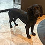 Reggie joined the competition — help win amazing prizes! dog, black_dog, indoor, kitchen, tile_floor, shadow, curious, pet, animal, modern_interior, flooring, furniture, window, door, domestic, companion, alert, brown_eyes, standing, curly_ears