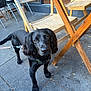 Reggie is registered to the contest to win money with this photo: dog, black_dog, leash, wooden_chair, wooden_table, patio, outdoor, sidewalk, curious, pet, animal, canine, fur, ears, tail, pavement, daylight, closeup, looking_up, domestic_animal