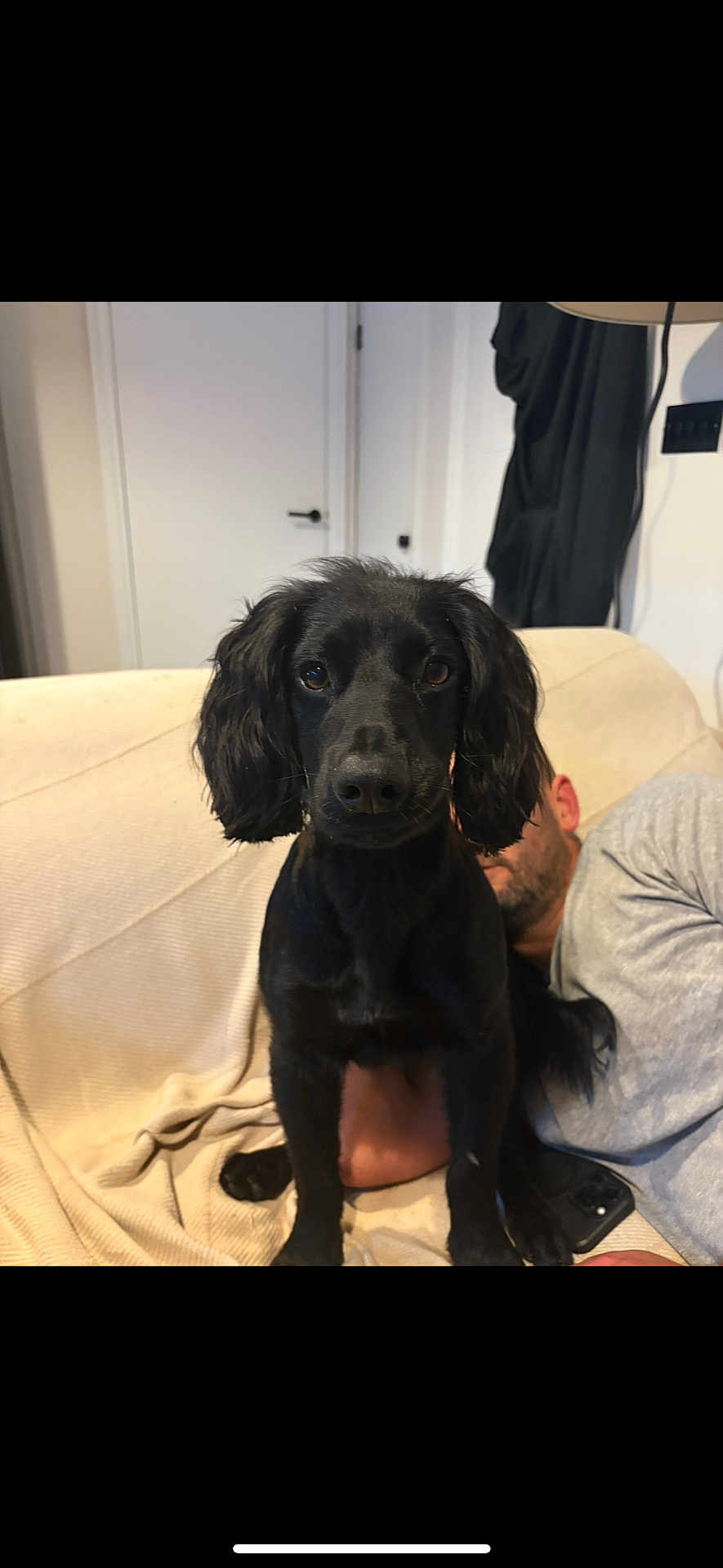 Reggie is registered to the contest to win money with this photo: dog, black_dog, pet, couch, indoor, man, person, living_room, furniture, relaxed, sitting, portrait, cute, companion, home, blanket, fur, face, looking_at_camera, cozy