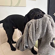 Reggie is registered to the contest to win money with this photo: dog, black_dog, blanket, couch, indoor, pet, playful, fur, animal, canine, home, cozy, curious_eyes, soft_texture, fabric, decor, furniture, light_wall, artwork, companion