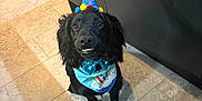 Reggie is registered to the contest to win money with this photo: dog, black_dog, party_hat, bow_tie, bandana, pet, indoor, tile_floor, celebration, costume, cute, portrait, animal, companion, friendly, smiling, looking_up, decorative, festive, adorable