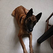 Maheiley a rejoint le concours — aidez-le/la à gagner de superbes lots ! animal, belgian_malinois, black_mask, brown_dog, brown_fur, chair, dog, floor, home, indoor, long_legs, looking_at_camera, lying_down, open_mouth, paws, pet, photography, pointed_ears, portrait, tile_floor