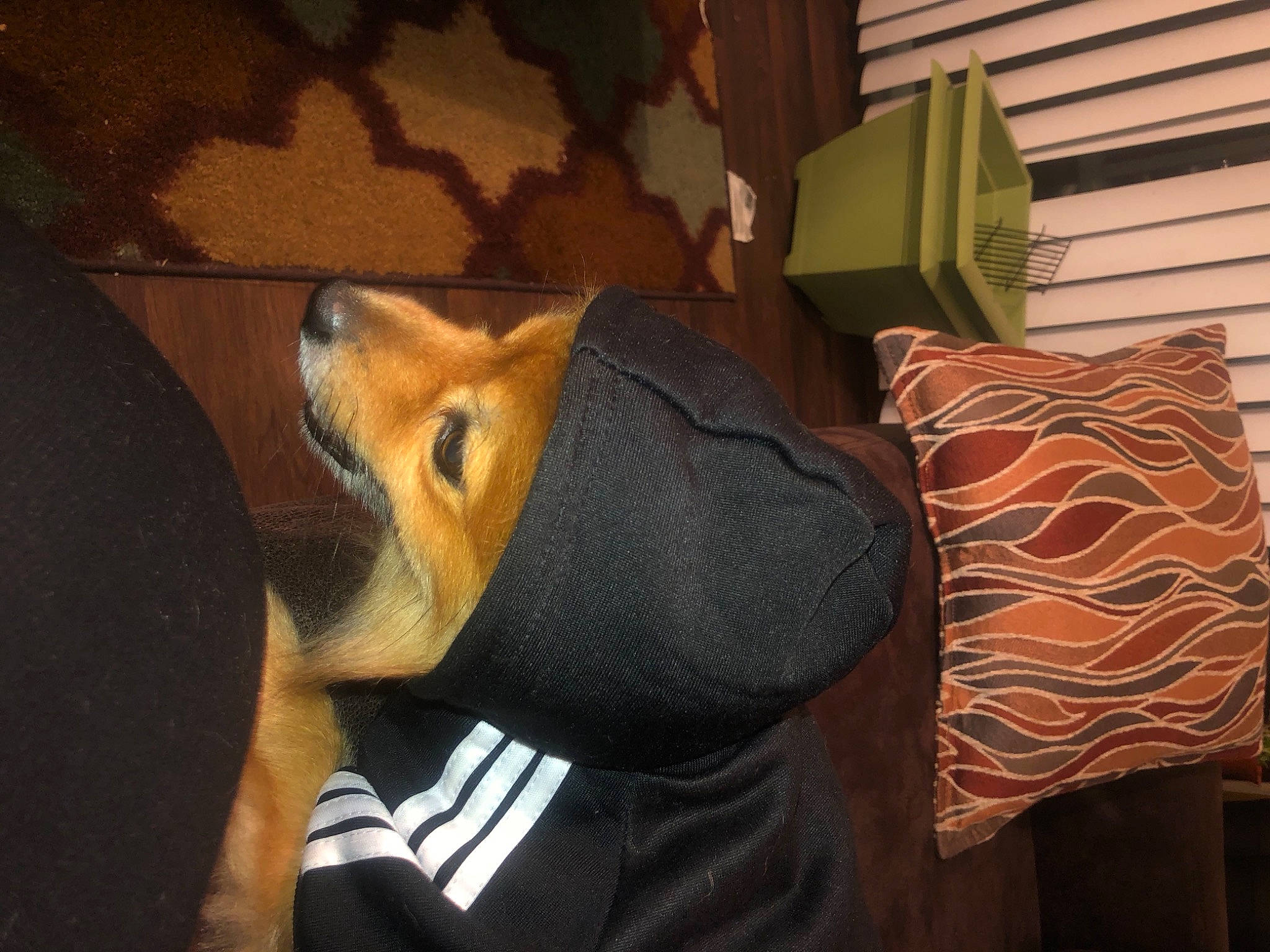 Braxton joined the competition — help win amazing prizes! bag, canidae, cap, carnivore, comfort, companion_dog, dog, dog_breed, fashion_accessory, fur, guard_dog, linens, pattern, personal_protective_equipment, plush, room, stuffed_toy, toy, whiskers, wood