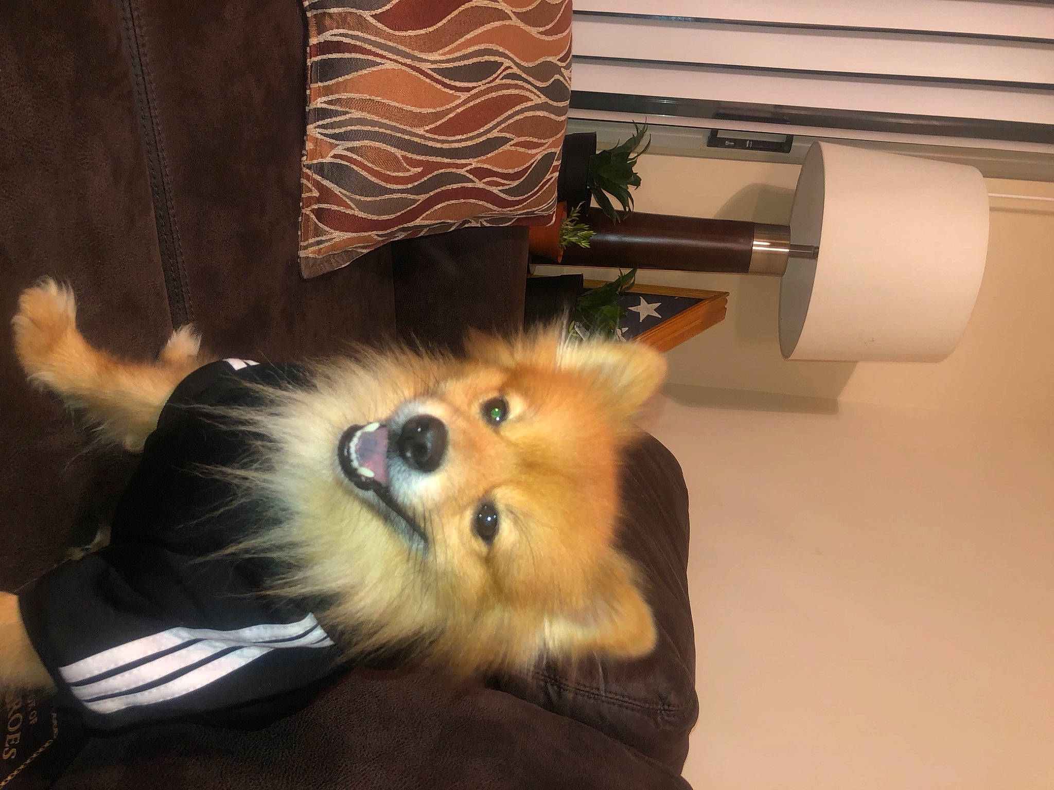 Braxton joined the competition — help win amazing prizes! canidae, carnivore, comfort, companion_dog, dog, dog_breed, dog_supply, fawn, fur, german_spitz, hardwood, paw, pet_supply, pomeranian, snout, spitz, sporting_group, toy_dog, whiskers, working_animal