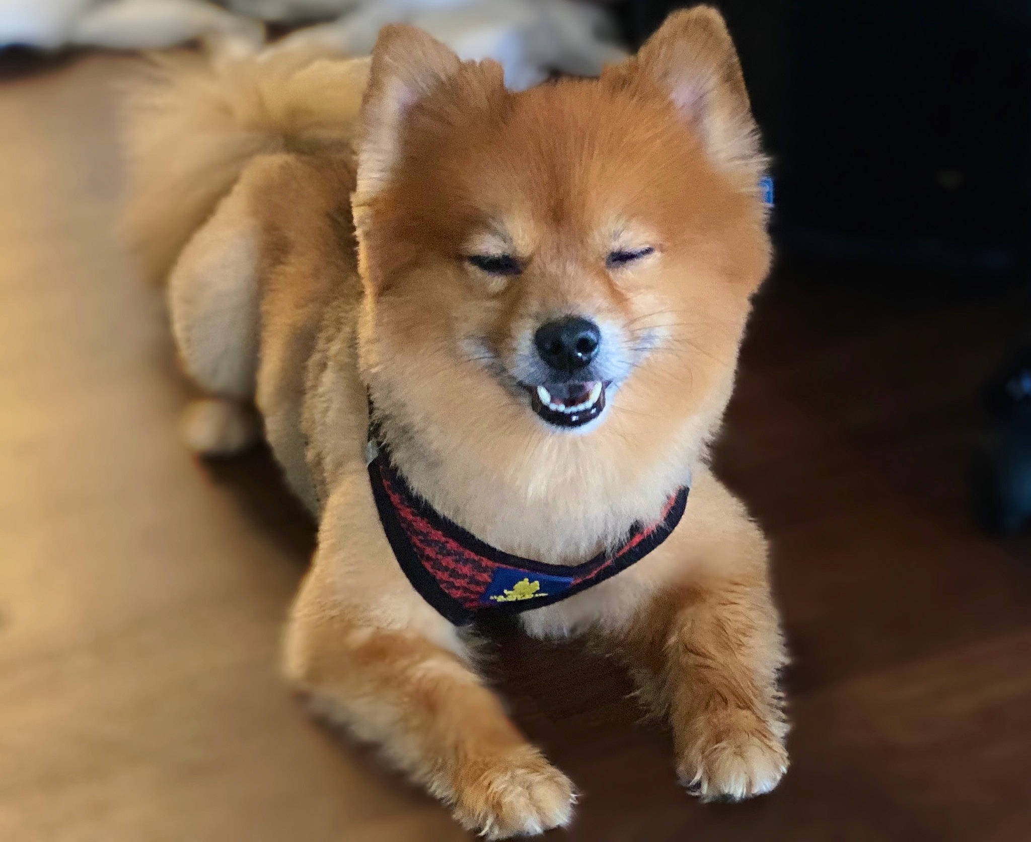 Braxton joined the competition — help win amazing prizes! ancient_dog_breeds, canidae, carnivore, collar, companion_dog, dog, dog_breed, dog_collar, dog_supply, fawn, fur, non_sporting_group, paw, snout, spitz, sporting_group, terrestrial_animal, toy_dog, whiskers, working_animal