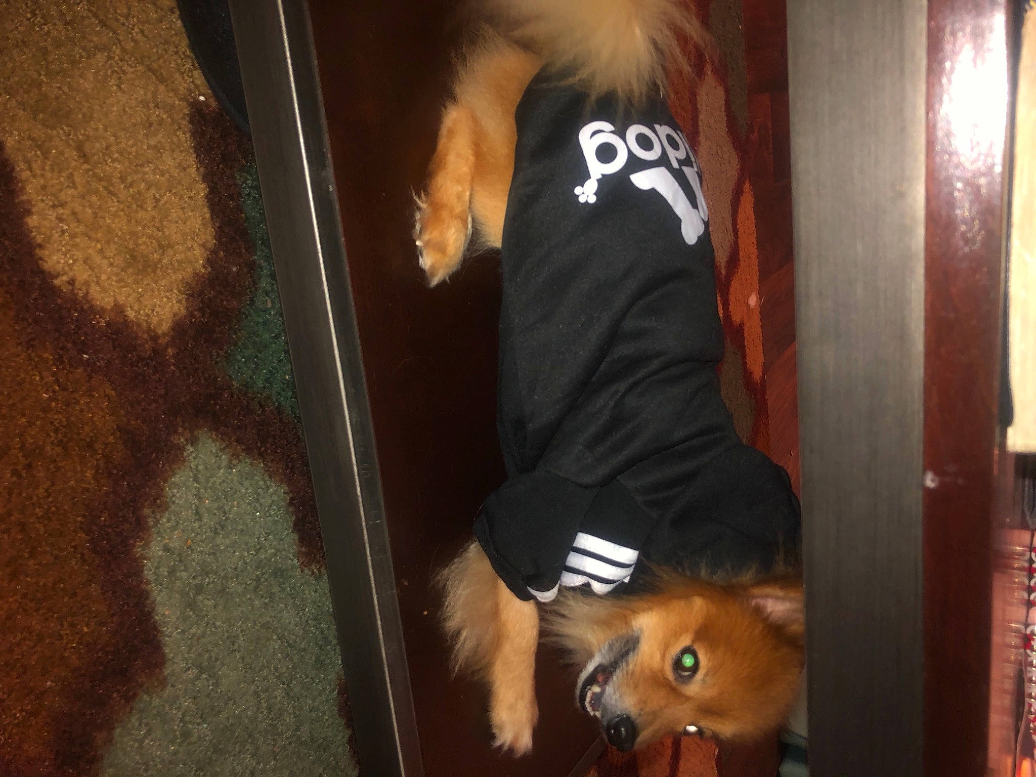 Braxton is registered to the contest to win money with this photo: bangs, canidae, carnivore, companion_dog, dog, dog_breed, fawn, fun, fur, german_spitz, human_leg, long_hair, pomeranian, snout, spitz, sporting_group, t_shirt, tail, toy_dog, whiskers