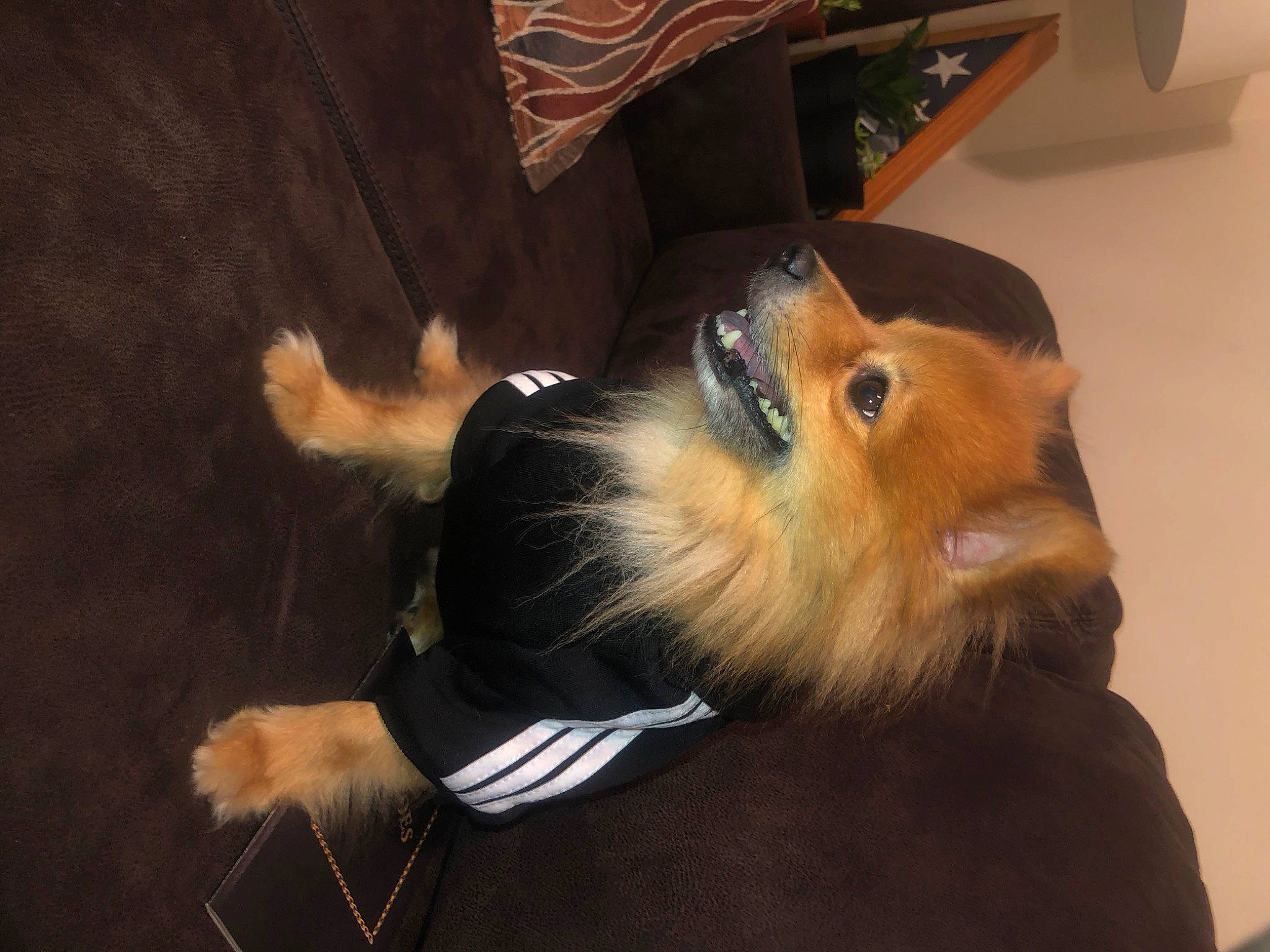 Braxton is registered to the contest to win money with this photo: canidae, carnivore, claw, companion_dog, dog, dog_breed, fawn, fur, pomeranian, scotch_collie, snout, spitz, sporting_group, toy_dog, whiskers, wing, wood