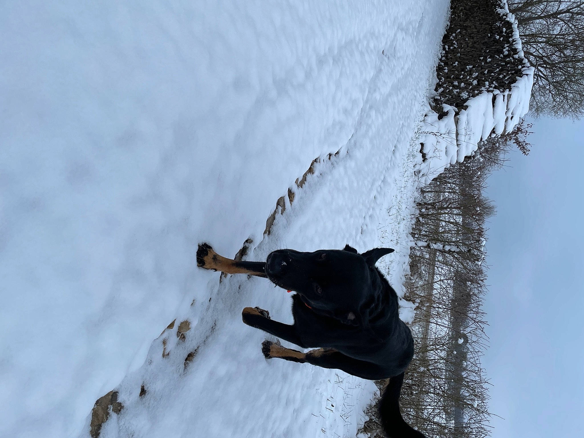 Lascar participe au concours pour gagner de l'argent avec cette photo : adventure, carnivore, dog, dog_breed, extreme_sport, freezing, frost, glacial_landform, ice_cap, plant, recreation, sky, slope, snow, sporting_group, tail, tree, twig, window, winter