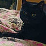 Pearl is registered to the contest to win money with this photo: cat, black_cat, pet, animal, indoor, blanket, floral_pattern, yellow_eyes, fur, domestic_cat, relaxing, bedroom, soft_texture, furniture, home, cozy, resting, cute, animal_portrait, closeup