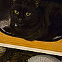 animal, black_cat, cat, close_up, collar, companion, cozy, curious, cute, domestic_cat, feline, fur, home, indoor, looking, pet, resting, soft_texture, wooden_cubby, yellow_eyes